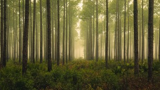 An image of a forest