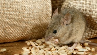 A close up photo of a tiny brown mouse eating from a small pile of grain with burlap sacks in the background.