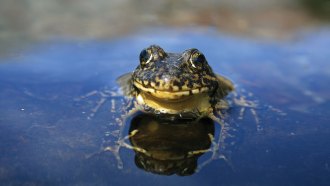 A Sierra Nevada yellow-legged frog sticking its head out of the water