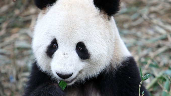 A giant panda nibbles on bamboo.