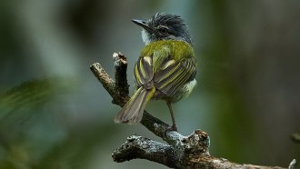 A tiny bird with a black head and yellow-green body perches on a branch