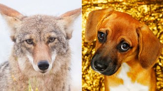 This pictuire shows two side-by-side face closeups of a coyote (left) and a beagle making big puppy eyes at the camera (right). Coyotes have muscles used to make those wistful heart-tugging looks, a new study finds.