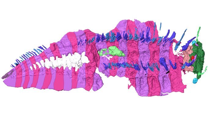 A 3-D reconstruction of an ancient millipede fossil