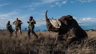 A group of three wildlife specialists hold on to the end of a rope lassoed around a rhinos horn on a sunny grassland