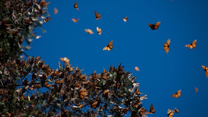 Several dozen monarch butterflies cling to an oyamel fir tree. More monarchs fly above it.