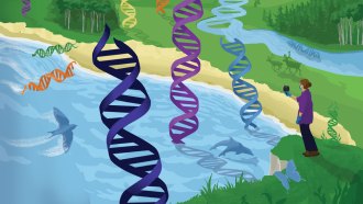 An illustration showing a scientist recording different colored strains of DNA around. The setting is a forest with a beach and river with different animals such as a bird, dolphins, deer and a butterfly.