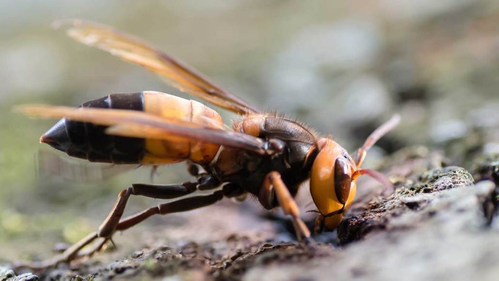 A side-on view of a black, brown and yellow southern giant hornet.