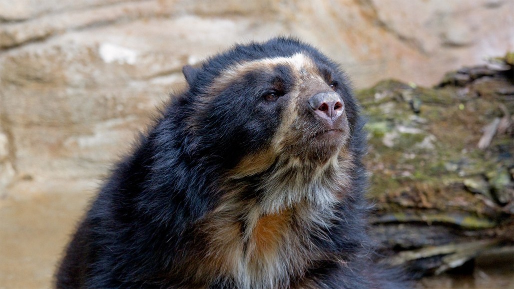 A close up image of an Andean bear looking ahead.