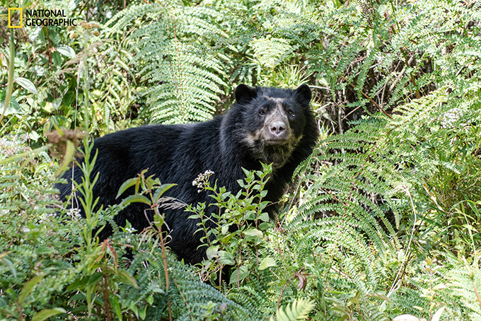 An Andean bear pokes through green brush, looking straight at the camera.