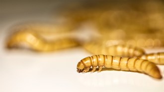 meal worms on a flat surface