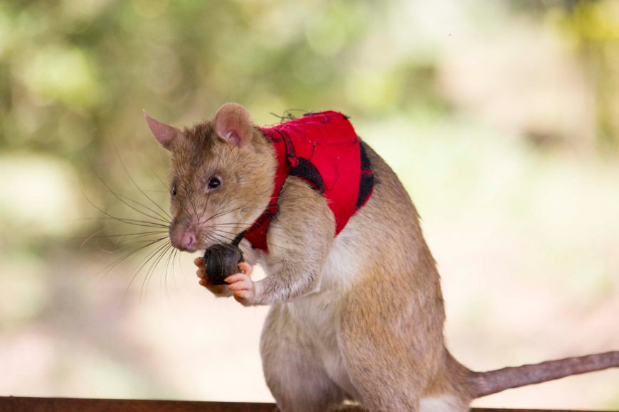 A rat wearing a red vest holds a small brown ball.